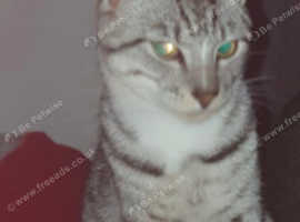 Male American Shorthair Cat for Sale