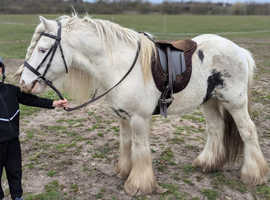Stunning 12.2hh miniature cob gelding