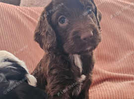 8 beautifully marked sproodles