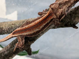 GORGEOUS GARGOYLE GECKOS AND LEACHIANUS FOR SALE