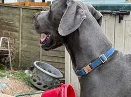 This butifull Great Dane boy is looking for his forever home