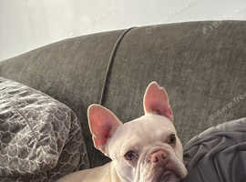 Female French bulldog