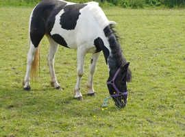 Beautiful coloured mare
