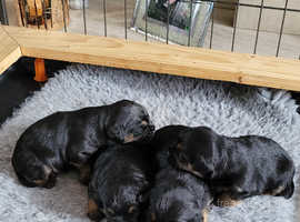 KC Border Terrier Puppies for sale