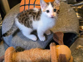 Mix bangal kitten male