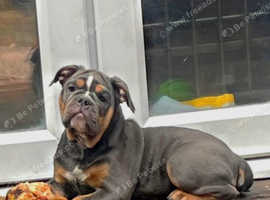 Female Bulldog 13 weeks