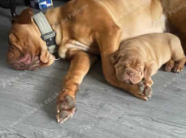 Last girl of the litter available now