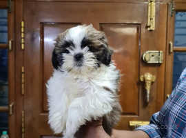 11 weeks of age, Shih Tzu Pup