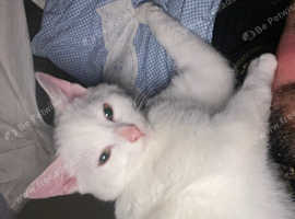 1 pure white angora gir