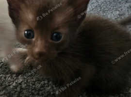 One stunning Havana brown boy.