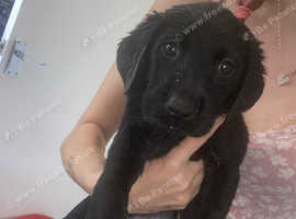 Labrador female