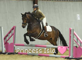Beautiful Connemara mare
