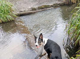 11 month male collie