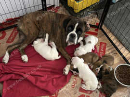 4 stunning boxer pups for sale