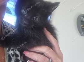 Kittens for sale