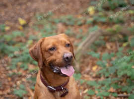 Fox Red Labrador Retriever - STUD ONLY