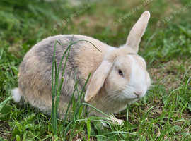 Rabbits