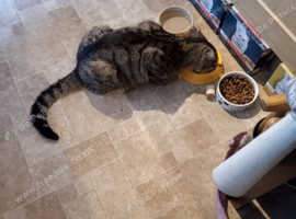 Missing brown tabby cat, Billy