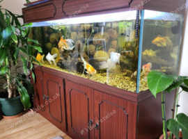 Full set up 350L fish tank.