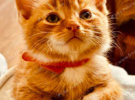 ADORABLE Ginger Kitten Available!