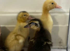 Cross breeds ducklings for sale