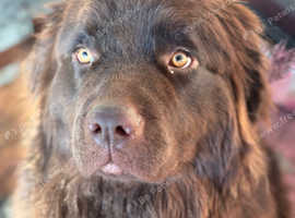 Brown Newfoundland female for rehoming