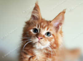 Maine Coon Kittens