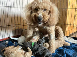 Beautiful f3 double doodle puppies for sale