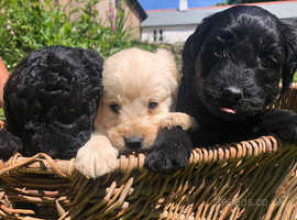 F1b Miniature Labradoodle puppies