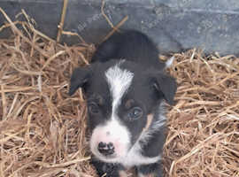 Lovely Pup From Working Farm For Sale