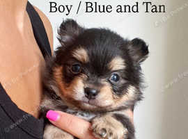 Gorgeous Pomchi Puppies : ALL PUPPIES SOLD