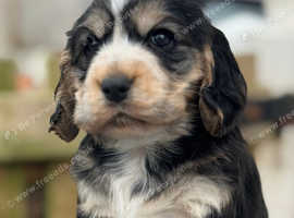 ROYAL KCreg Cocker Spaniel puppies (SUPERB COLOURS!)