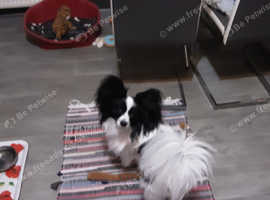 MALE PAPILLON to CARING FOREVER HOME With Accessories - £50