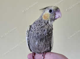 Young cockateil