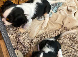 King Charles tri coloured pups 1 boy 1 girl