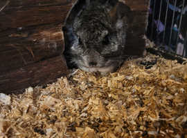 1 male chinchilla and 1 female bonded pair