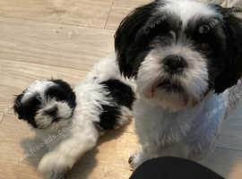 Lhasa apso best sale puppies for adoption