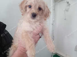 Yorkiepoo pup