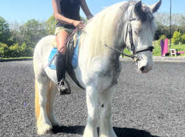 14.2 blue and white ride and drive cob gelding