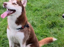 17 month old husky urgent rehoming