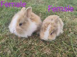 Angora Bunnies For Sale