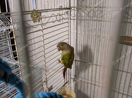 Conure parrot