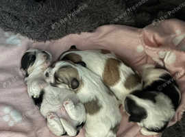 Pedigree Lhasa apso puppies for