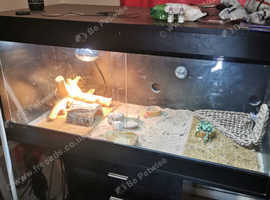 Bearded dragon with 4ft 2ft viv