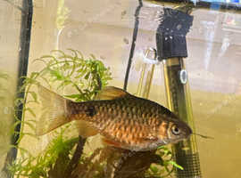 Rosy Barb free