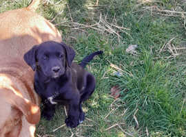 Farm Reared Lab X Collie Pups
