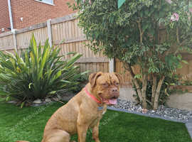 Dogue de bordeaux  16 months old