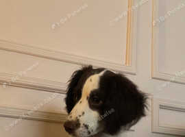 English springer spaniel