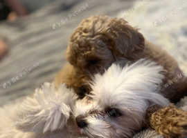6 month old lasapoo girl for sale