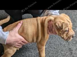 **REDUCED**Female sharpei £450